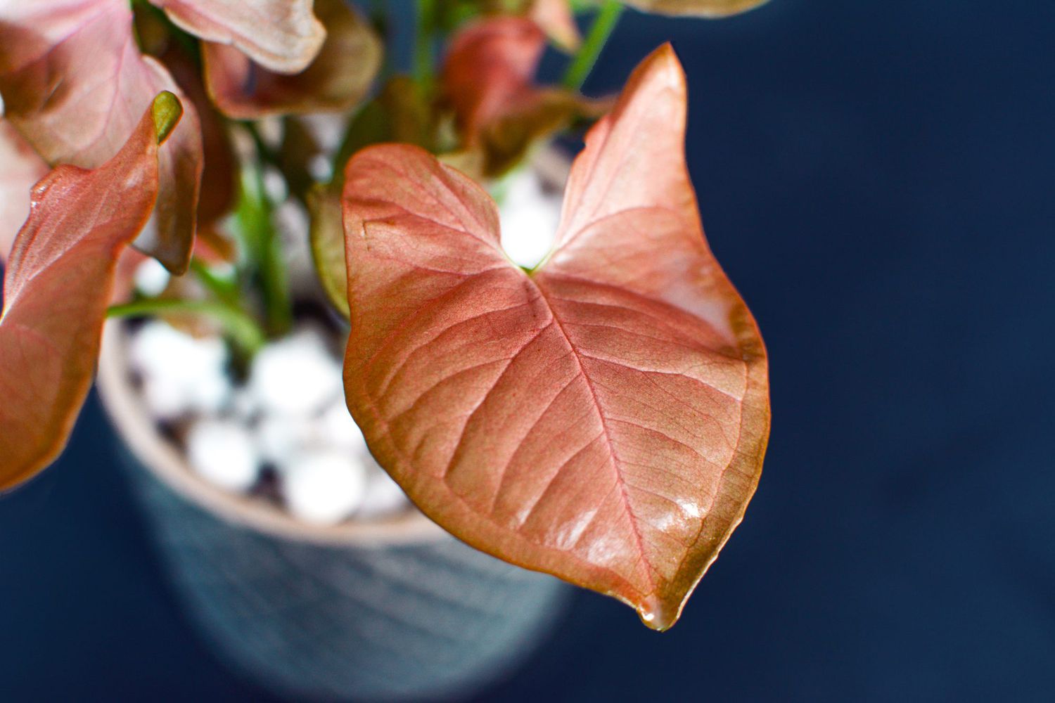 Pink Exotic Arrowhead Plant