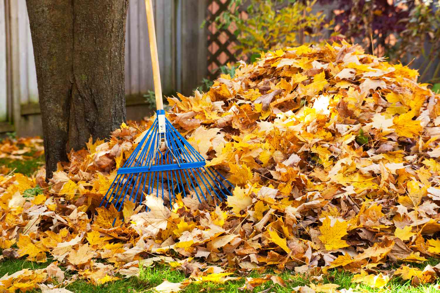 Raking leaves off of lawn