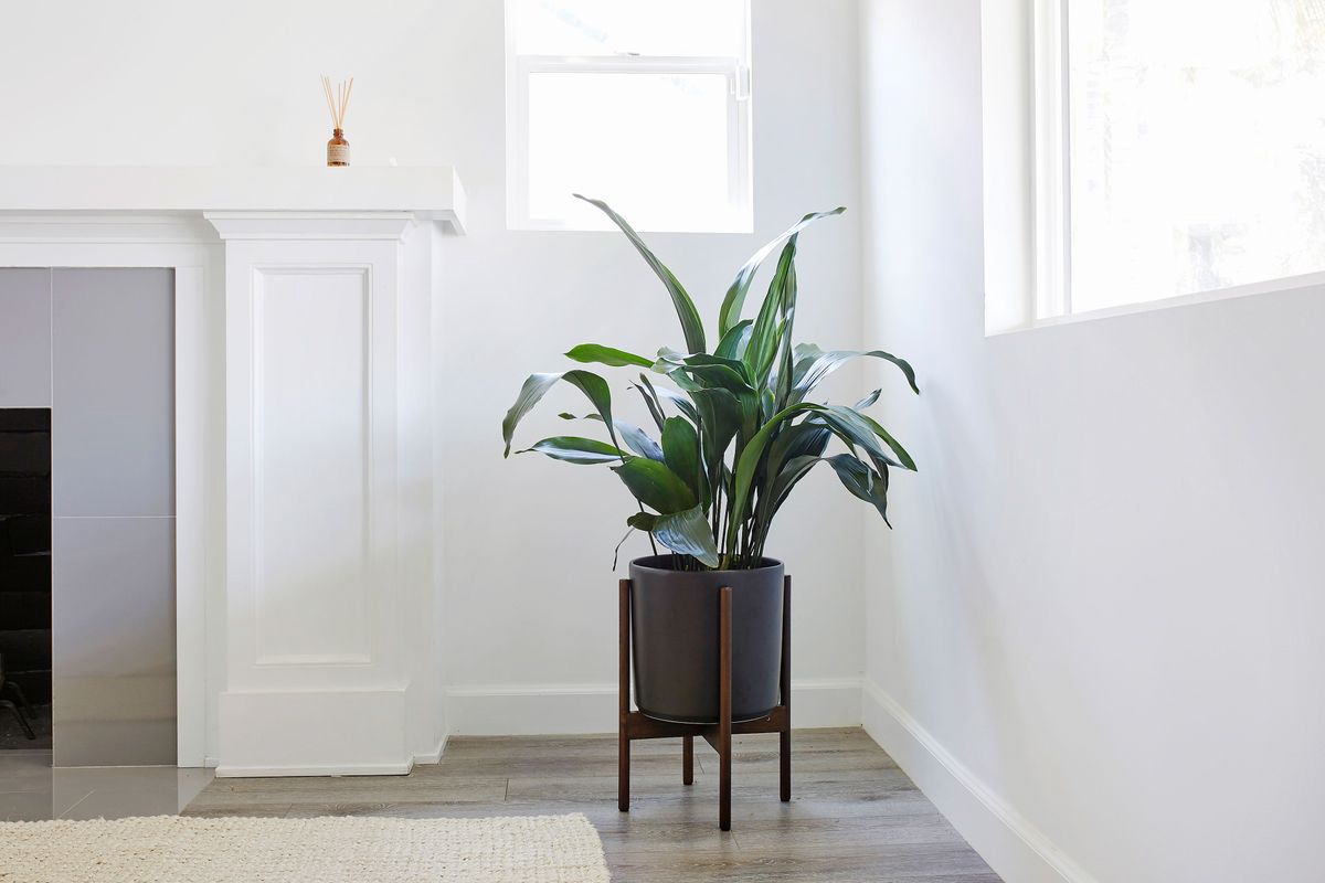 Leon and George Cast Iron Plant and Planter with Stand in Black