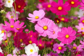 A group of cosmos flowers in bloom with various shades of pink and white