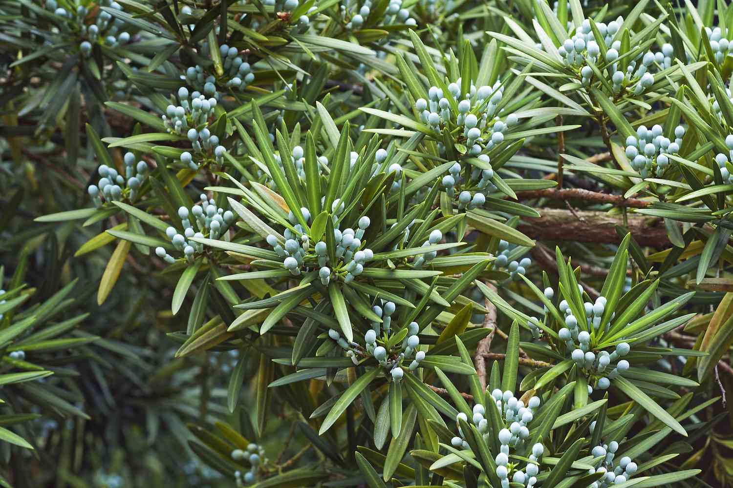 Yew plum pine tree with cones