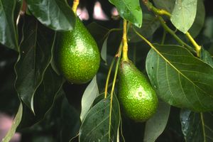 Two avocados hanging from a tree branch surrounded by leaves