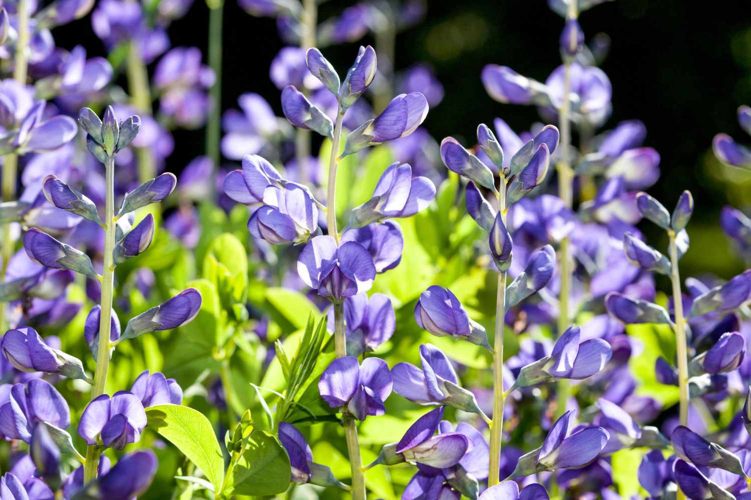 Baptisia australis