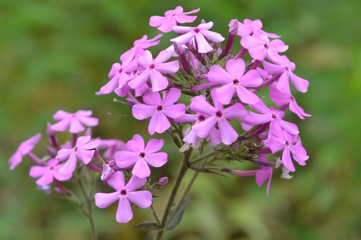 Phlox Ampliofolia