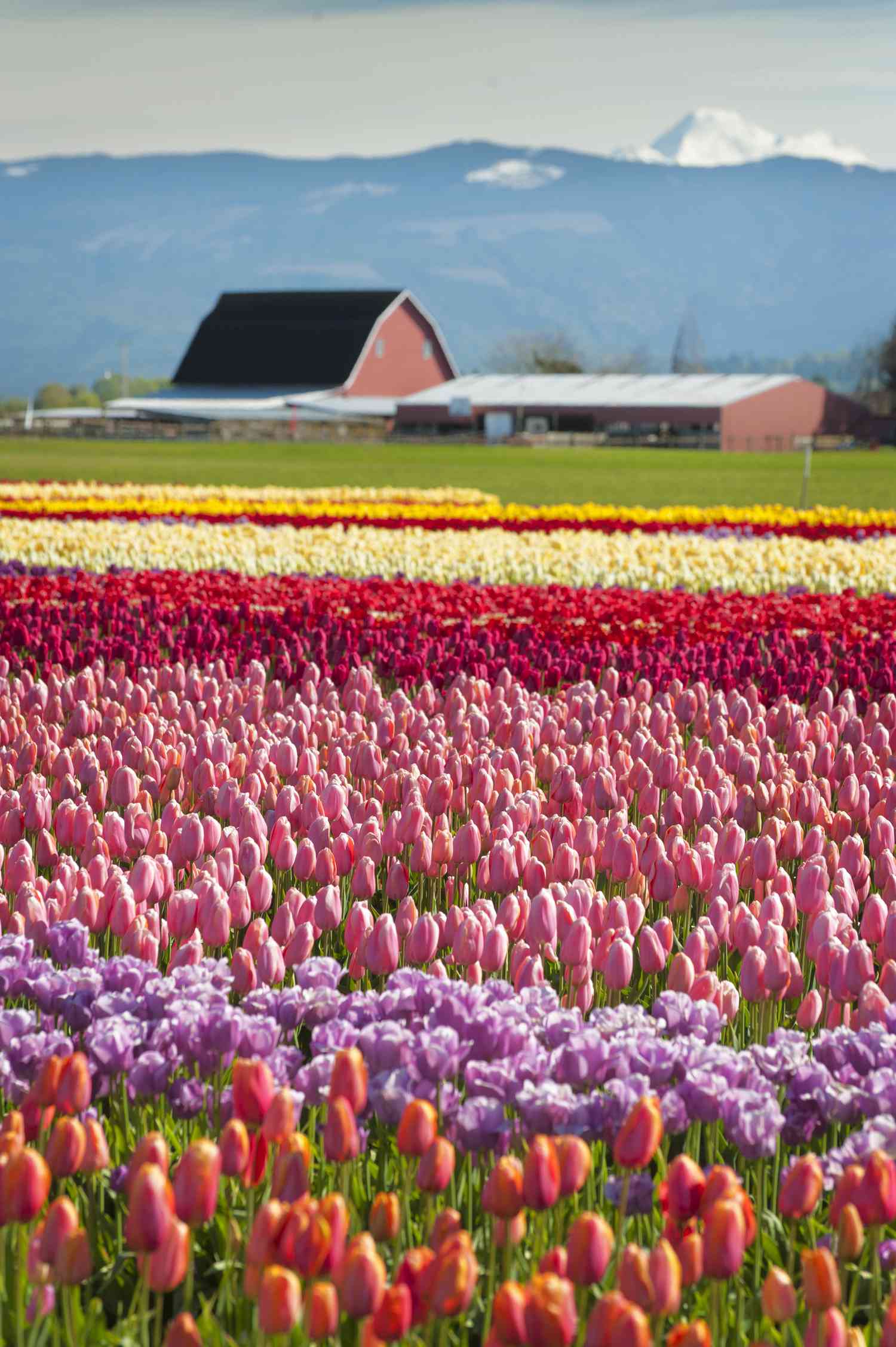 Skagit Valley, Washington