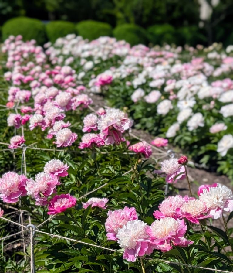 Blooming peonies with stakes and twine so the peonies are well-supported as they grow. 