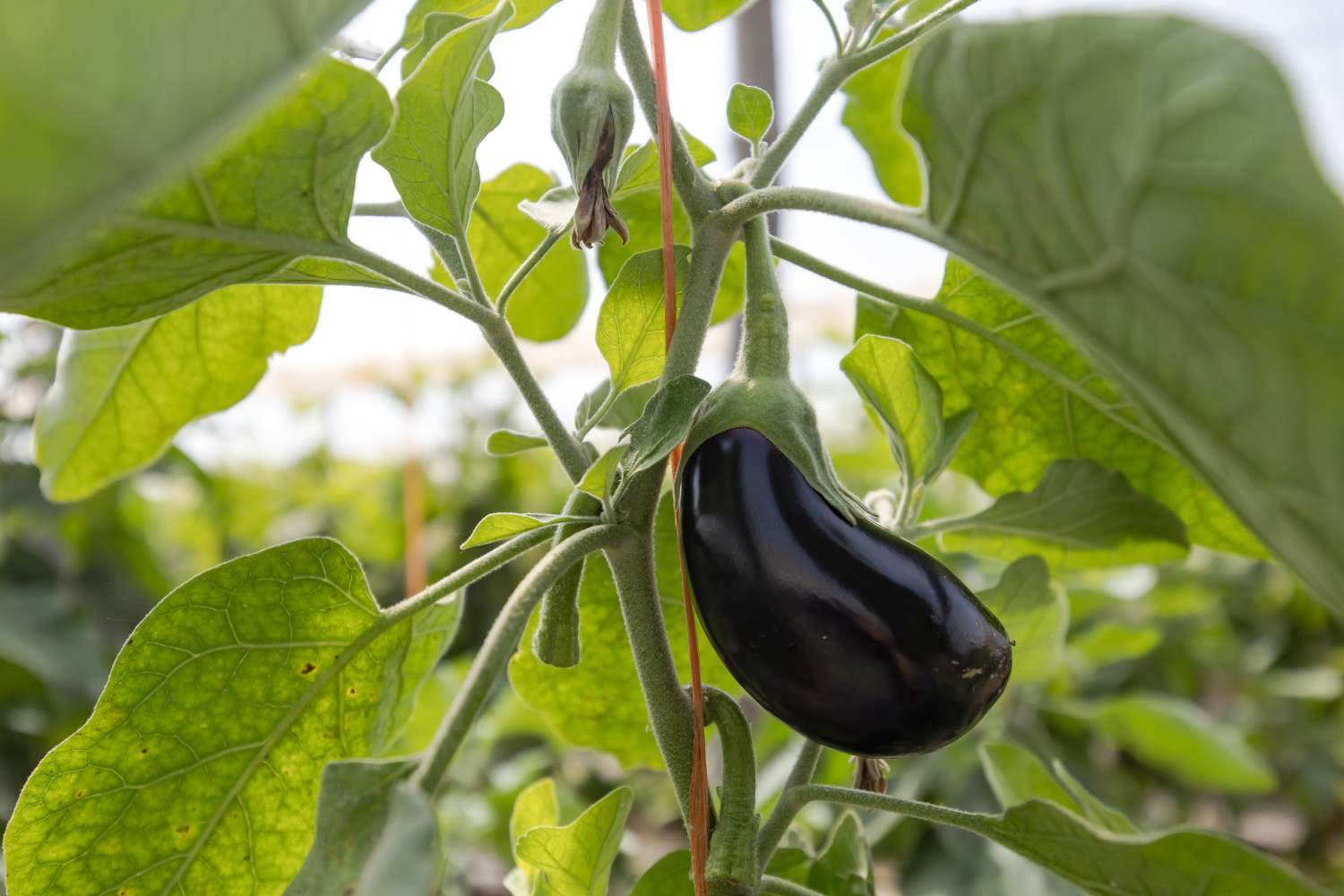 A closeup of an eggplant on a vine in a garden