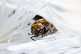 A closeup of an orange and black beetle resting on white petals