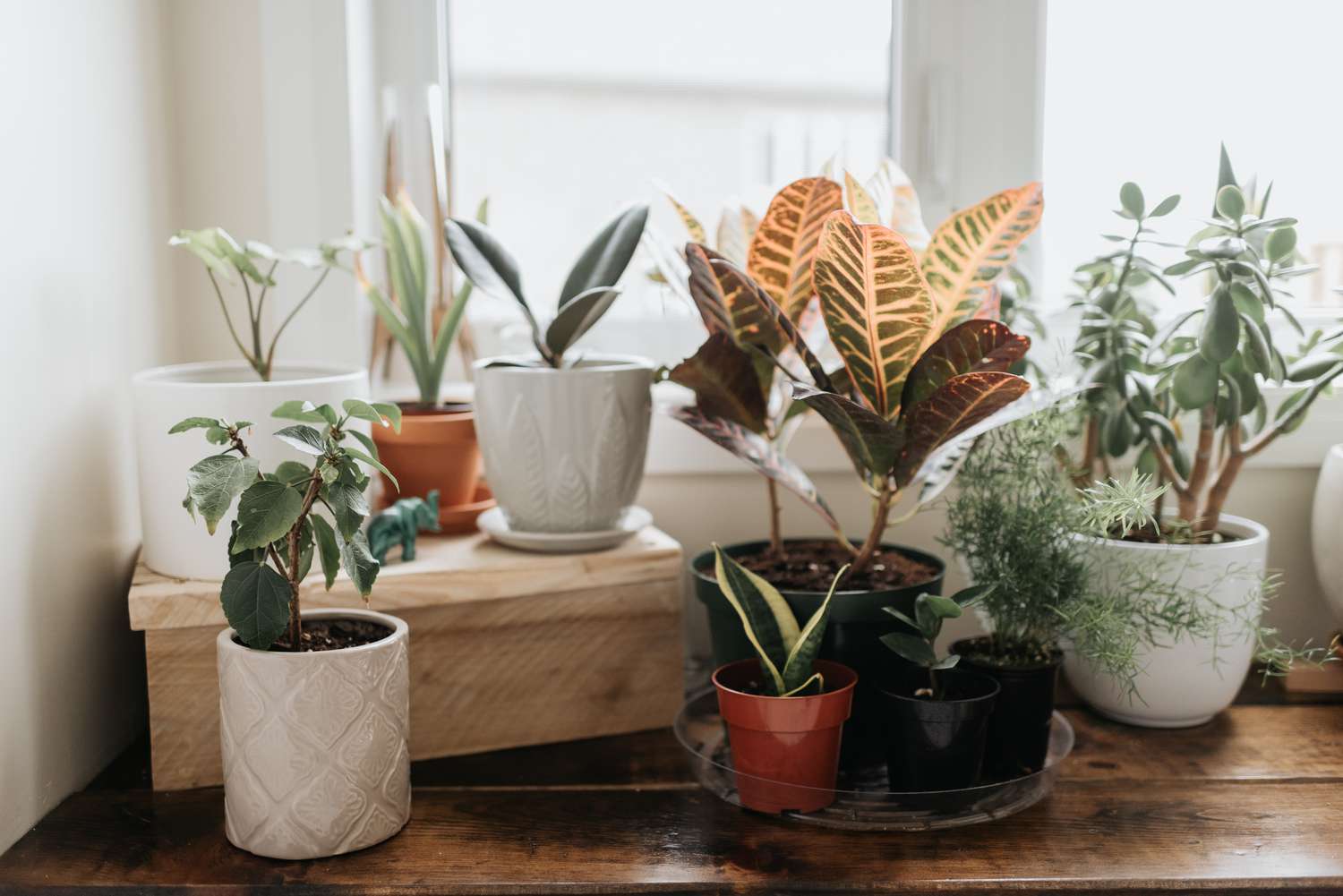 Potted plants by windowsill