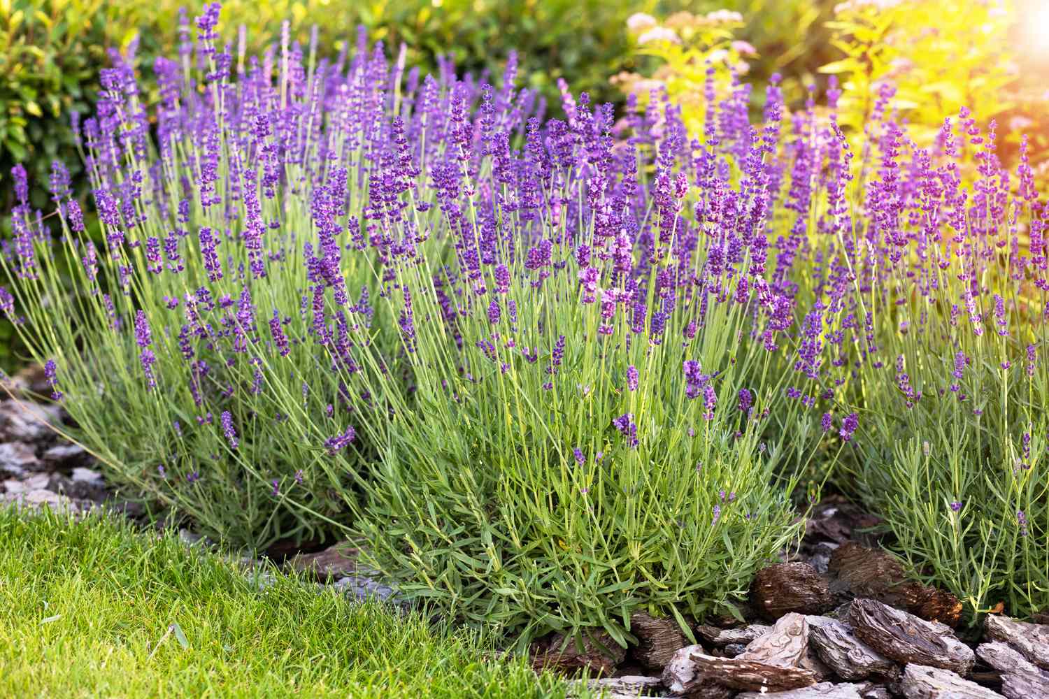 Lavender plants in a garden setting with rocks and grass