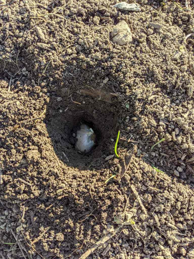 Planted garlic clove. 