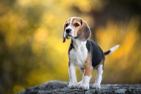 Beagle on a rock