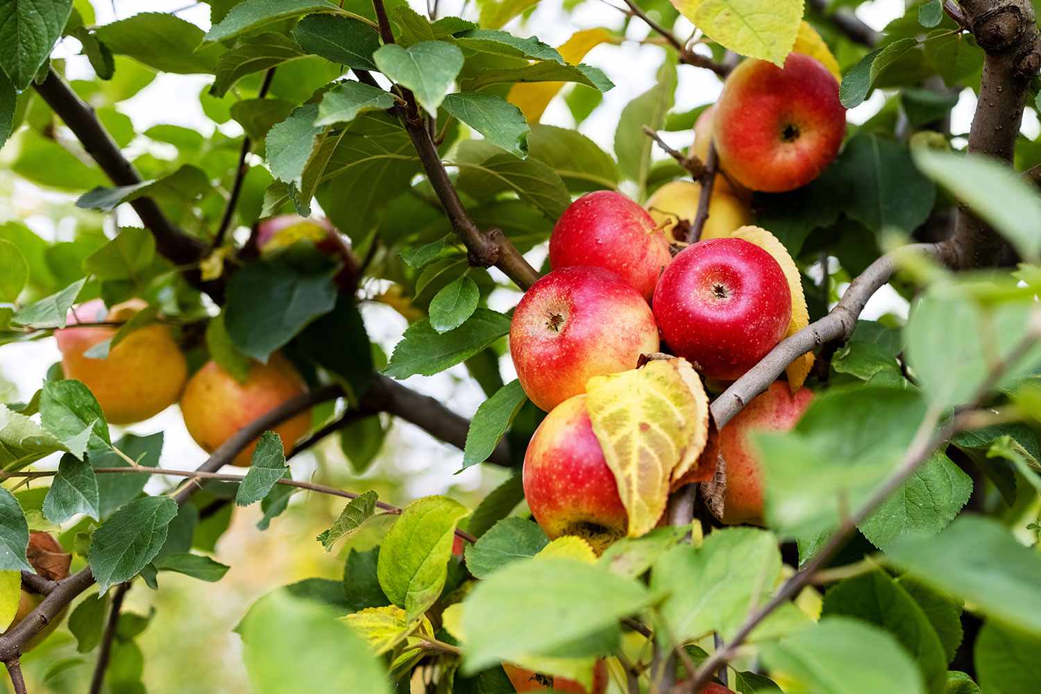 Northern spy apple tree