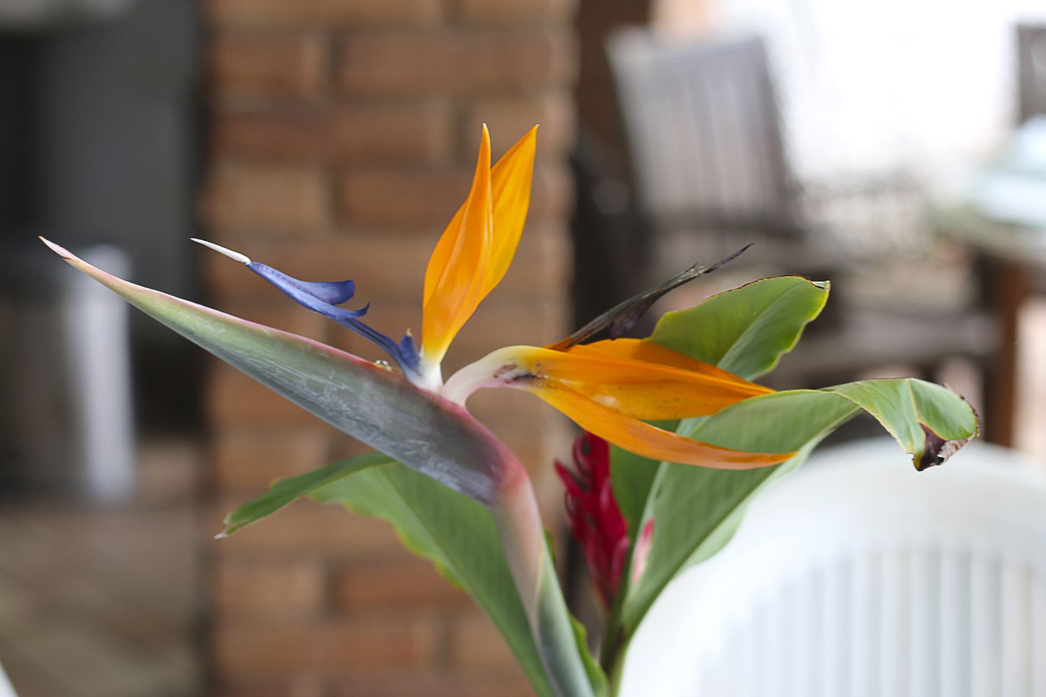 Bird of paradise plant