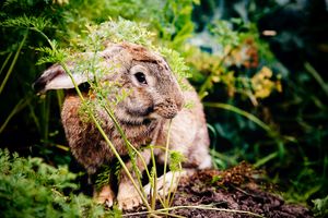 A rabbit in a garden surrounded by vegetation and plants
