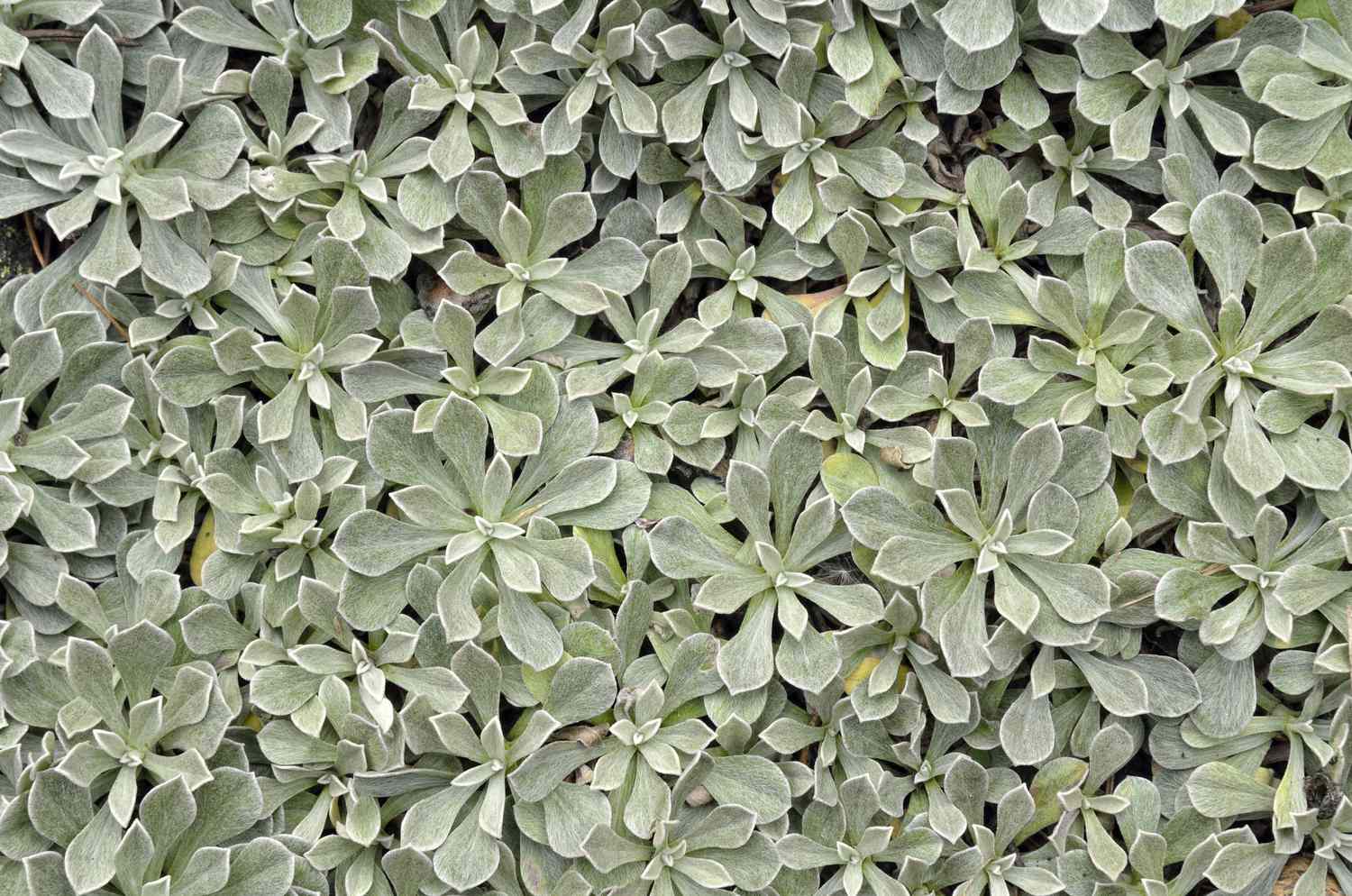 A dense patch of green plants with small rounded overlapping leaves