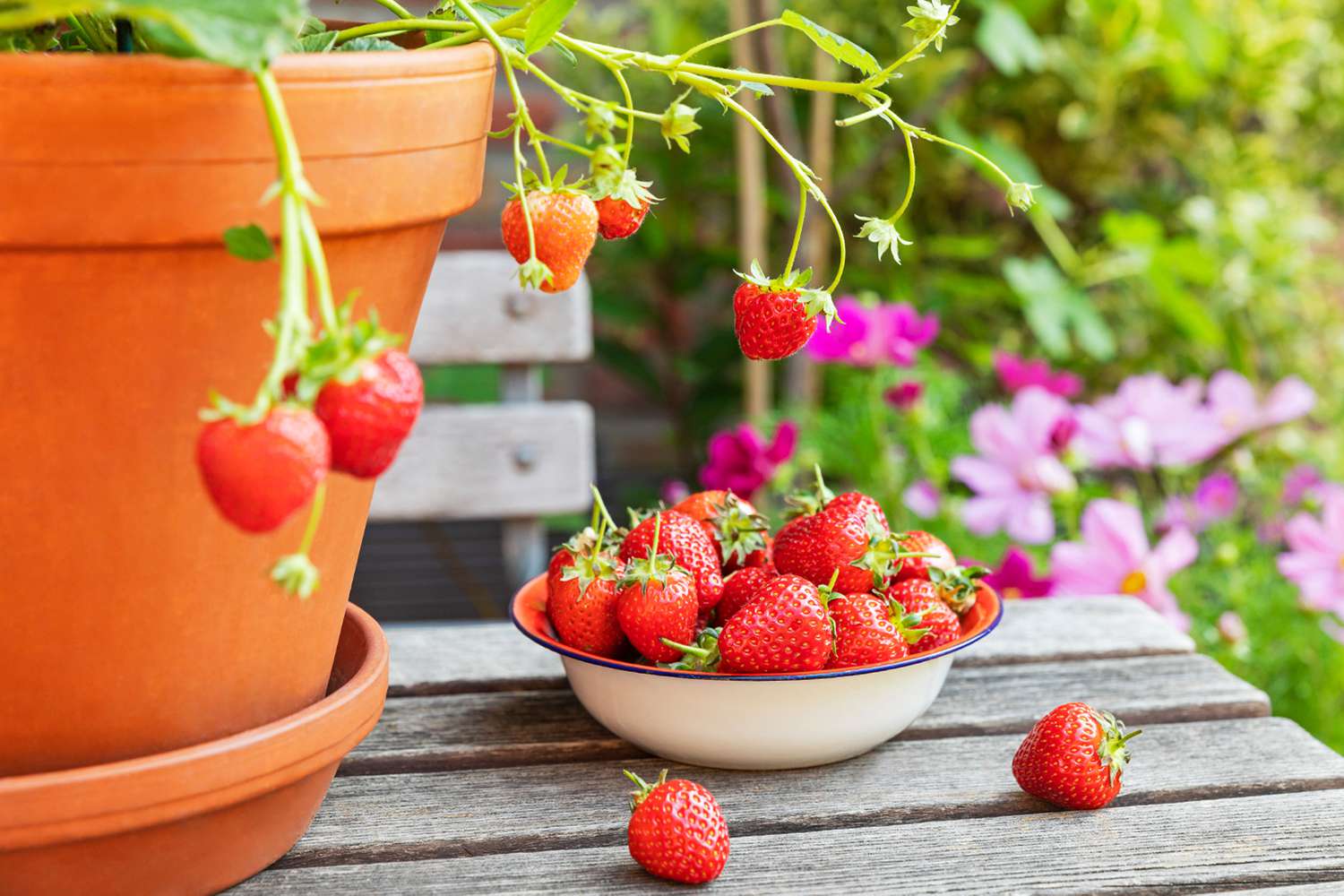 Strawberry plant in container with bowl of harvested strawberries