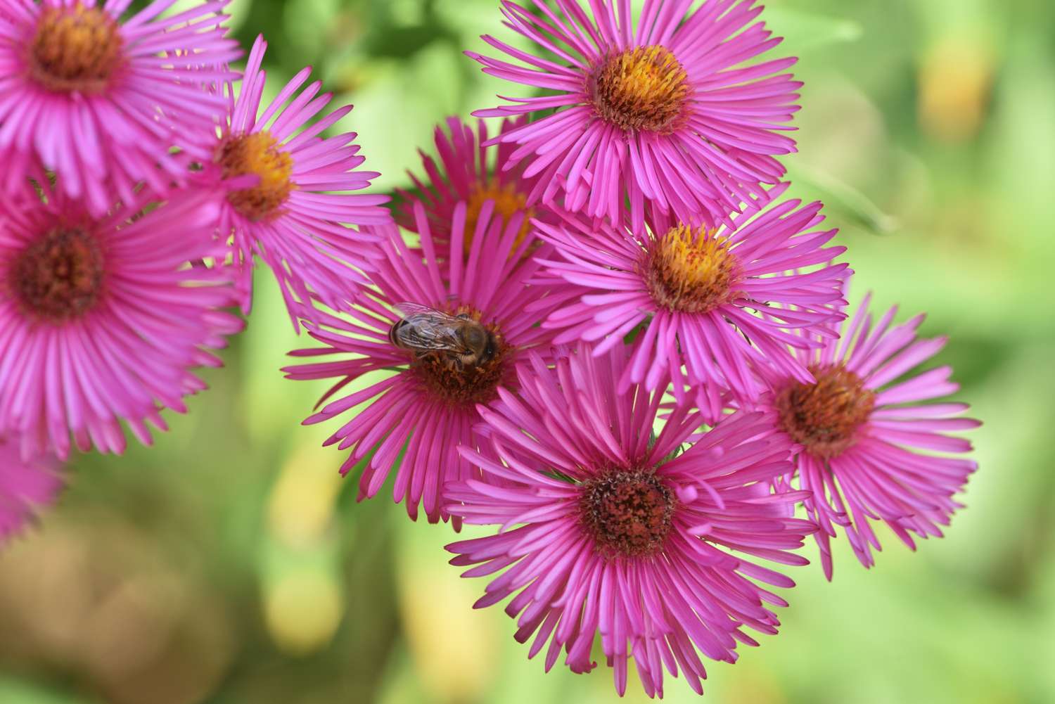 A cluster of flowers with a small insect on one petal