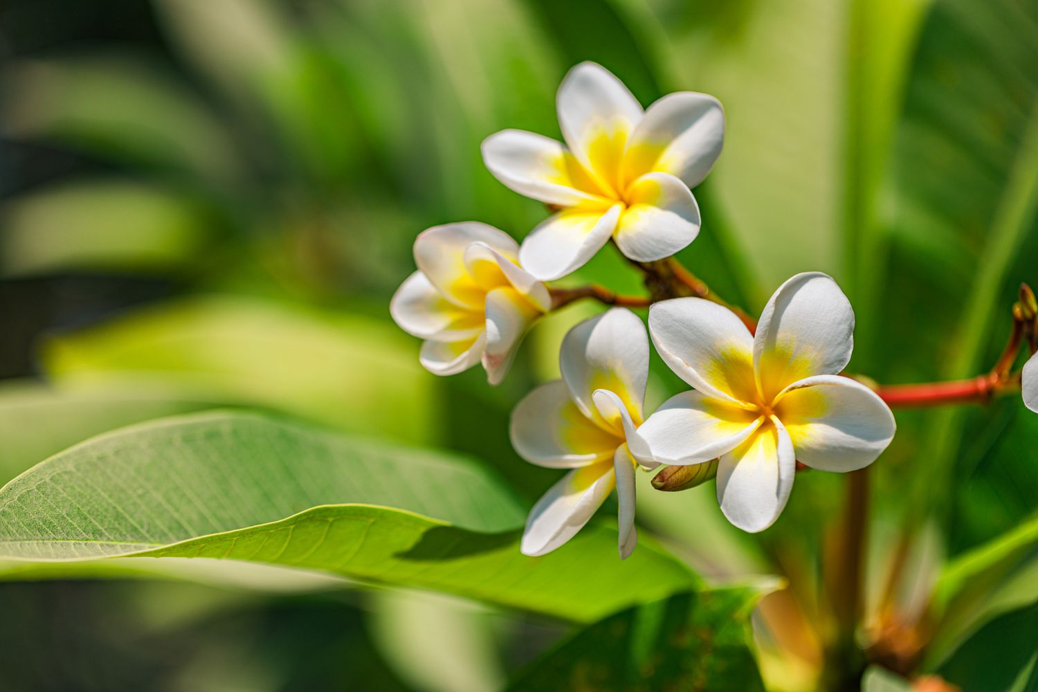 Plumeria flowers against green leaf background