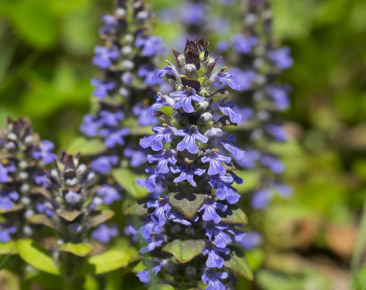 Bugleweed