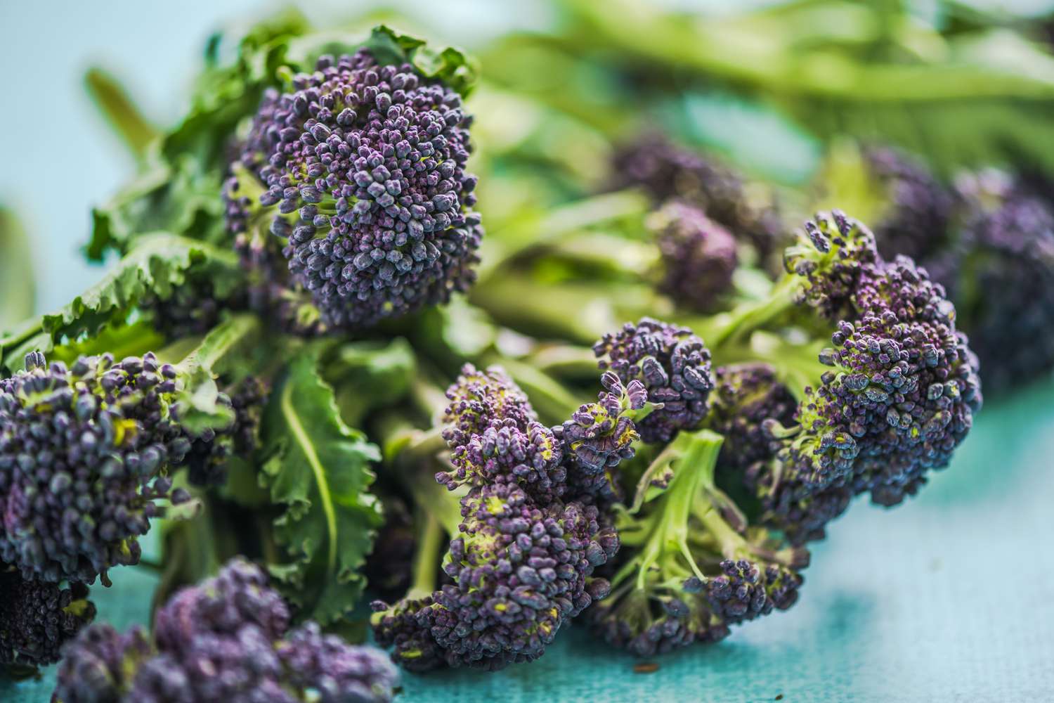 purple sprouting broccoli