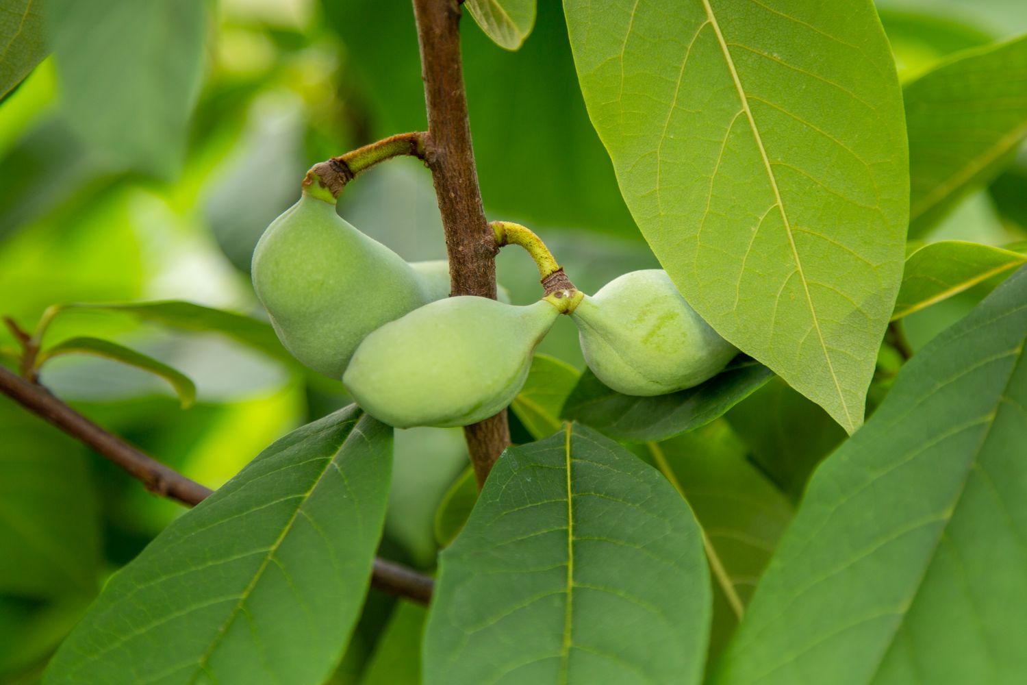 Unripe fruit of a Pawpaw on the tree