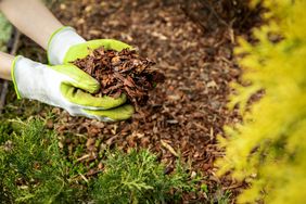 Garden gloves holding wood mulch over a garden bed