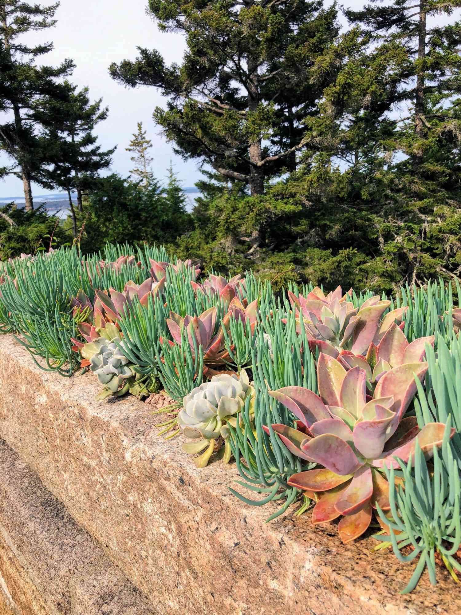 granite trough with echeveria and senecio