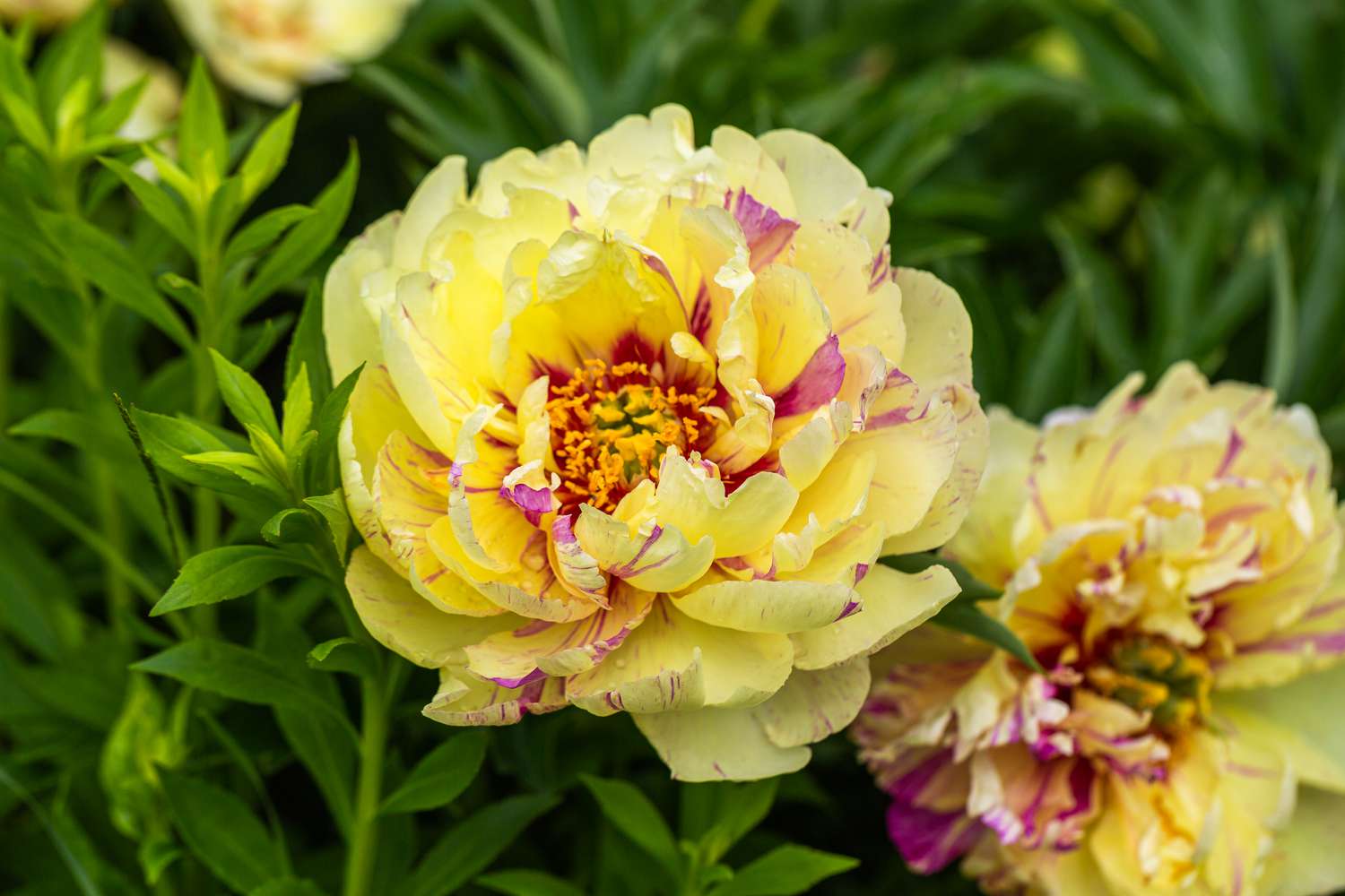 Itoh Peony
