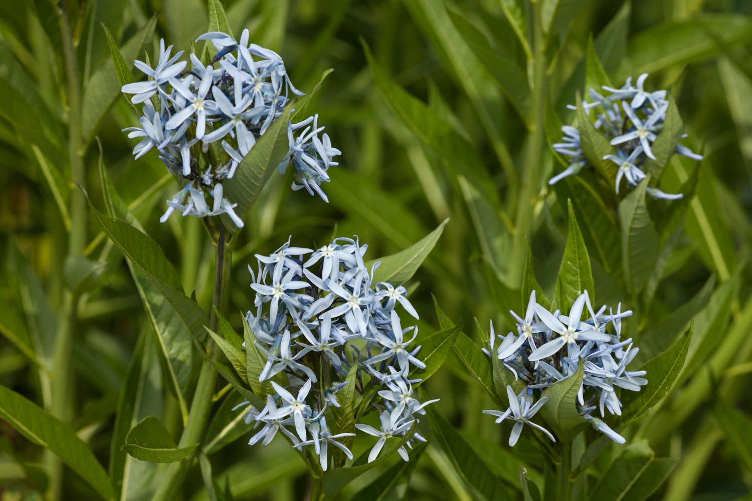 Eastern bluestar flowers against green foliage
