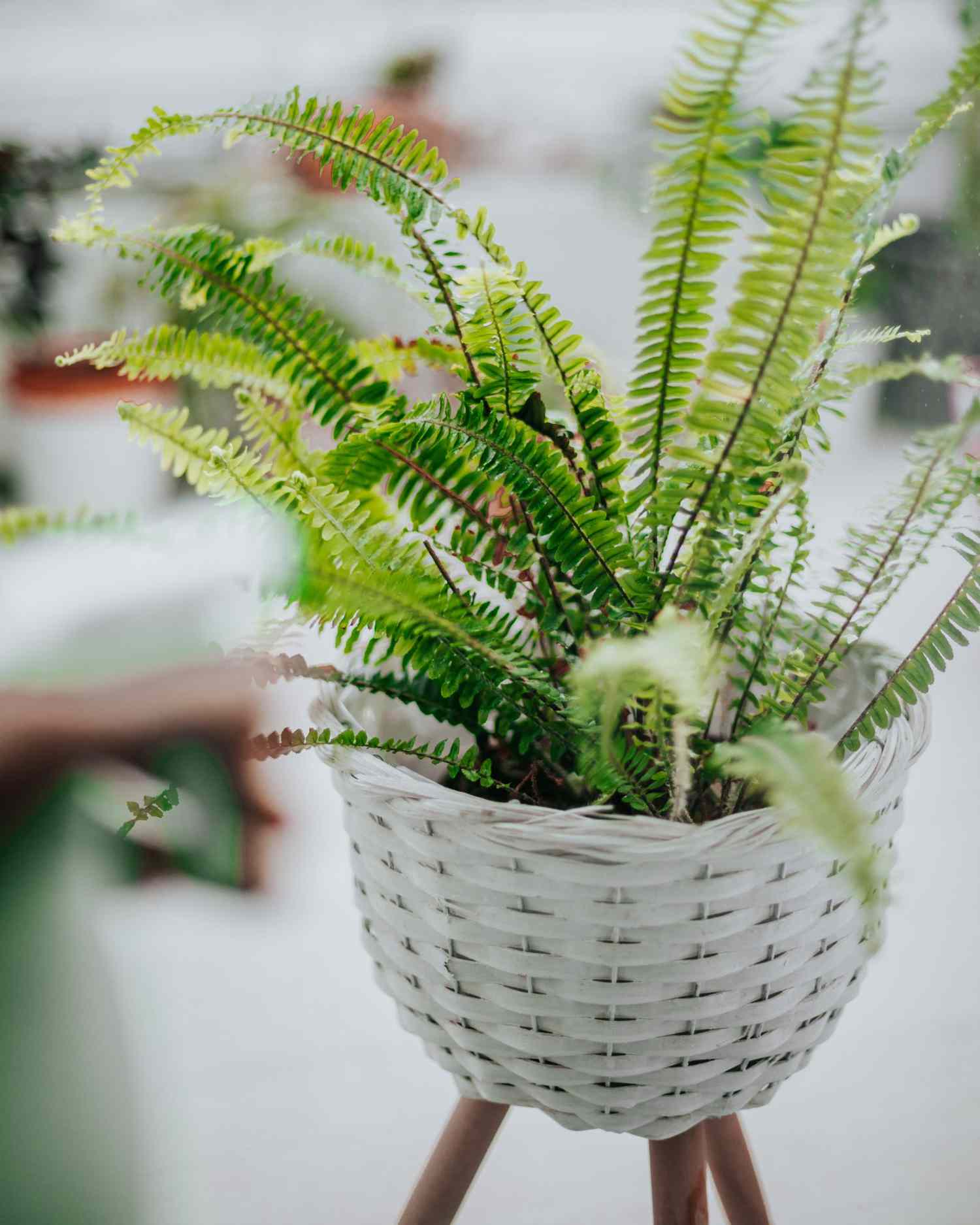potted fern