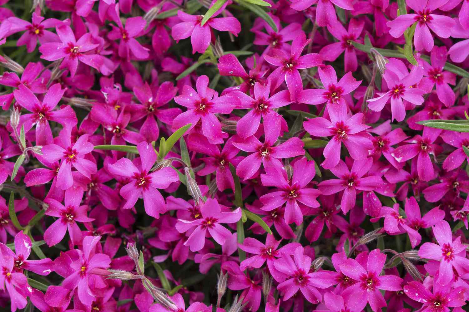 Creeping phlox flowers in hot pink.