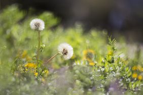 Two dandelions on meadow grassland in spring time. 