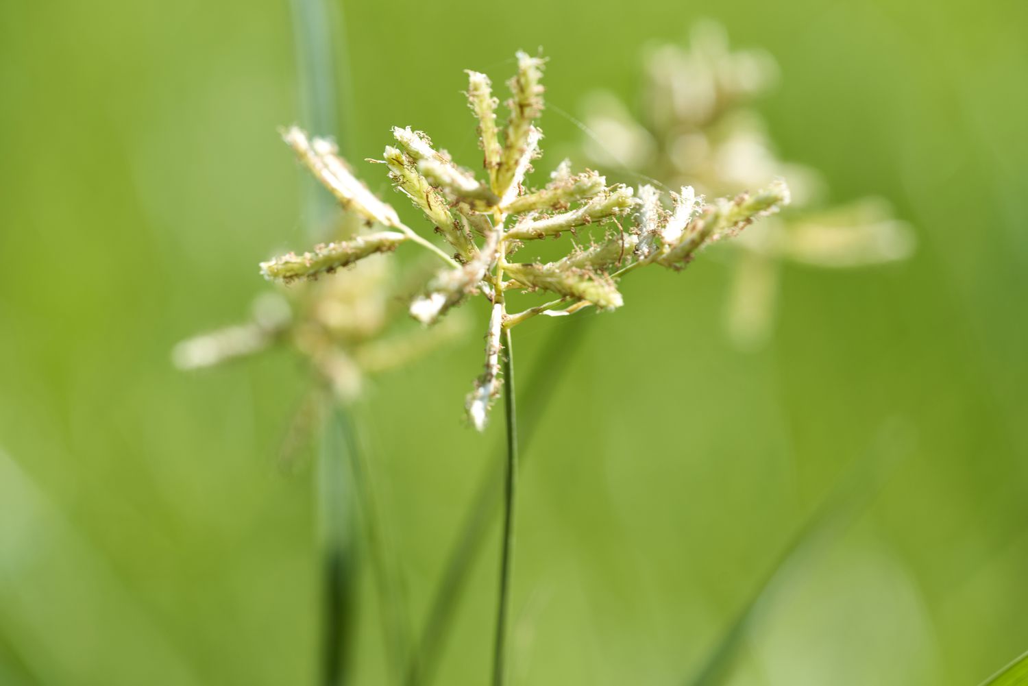 Yellow Nutsedge