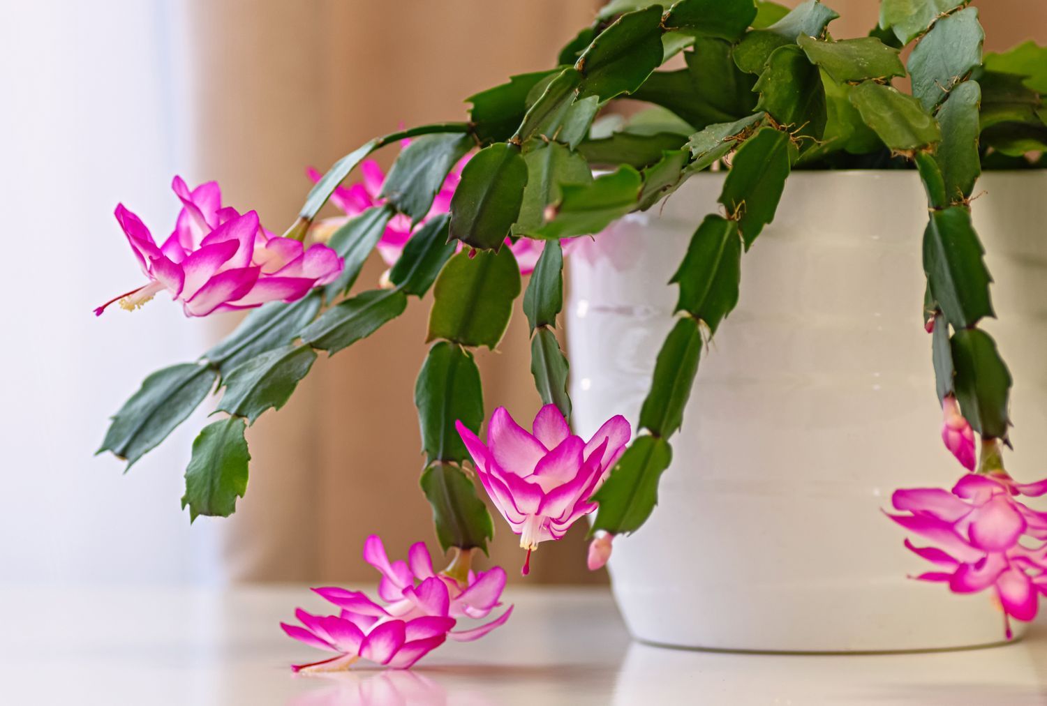 A Christmas cactus in a white pot with blooms hanging over the edge placed on a surface indoors
