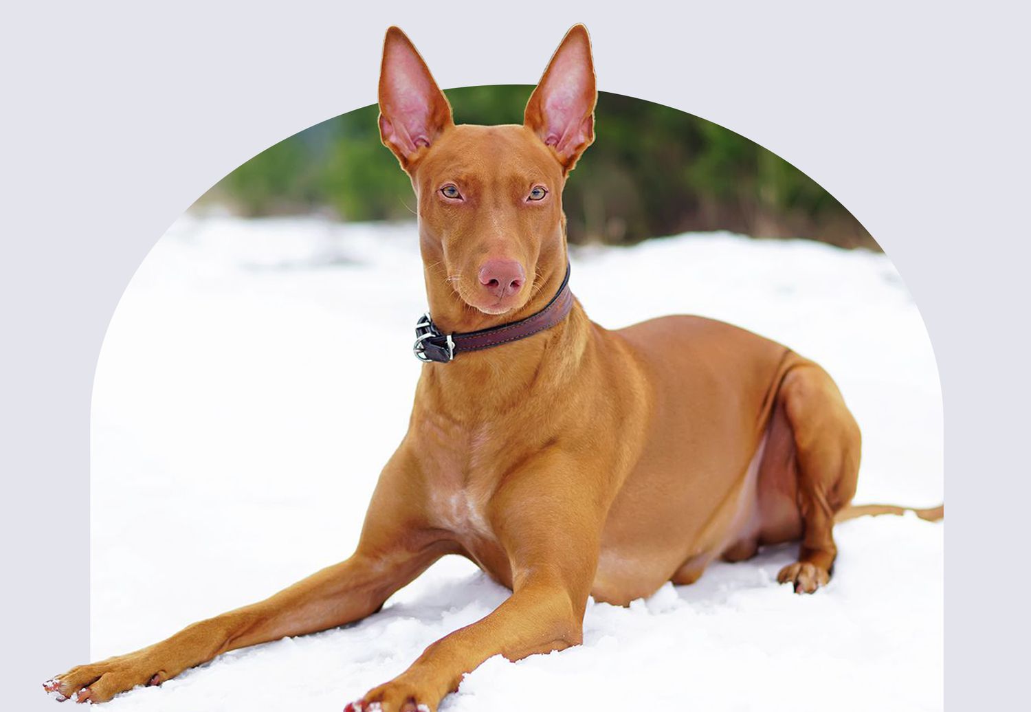 Pharaoh Hound in the snow