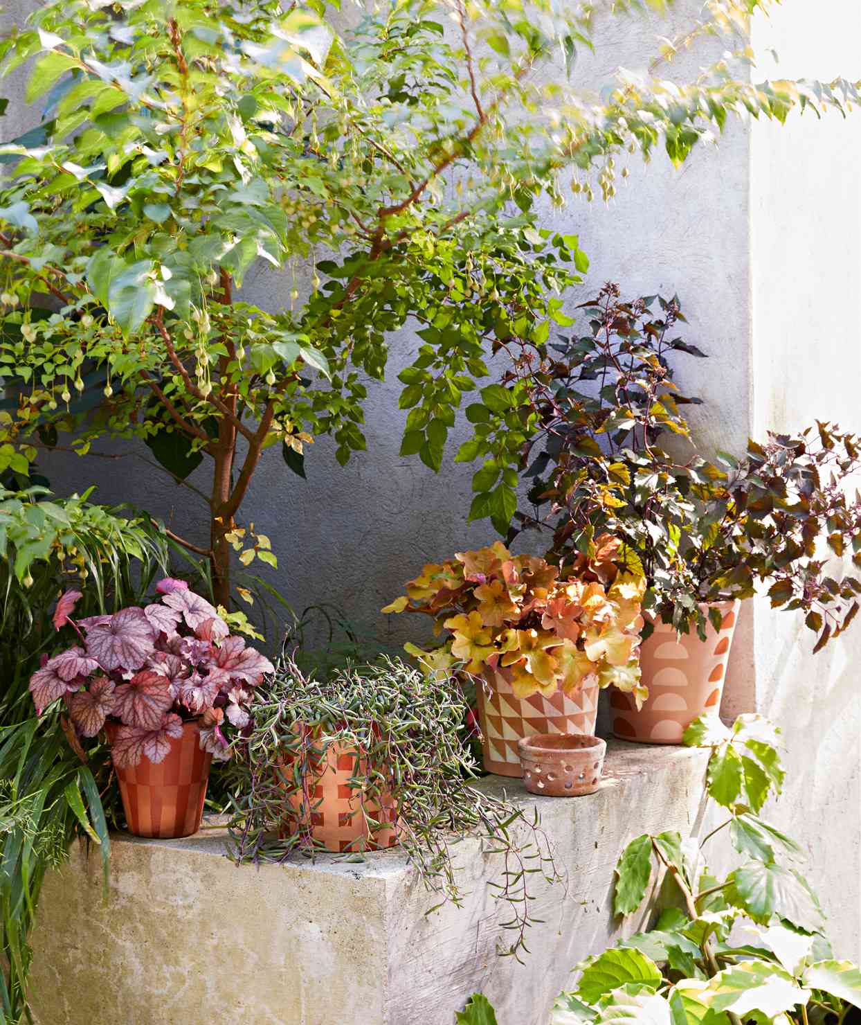 terracotta pots for plants