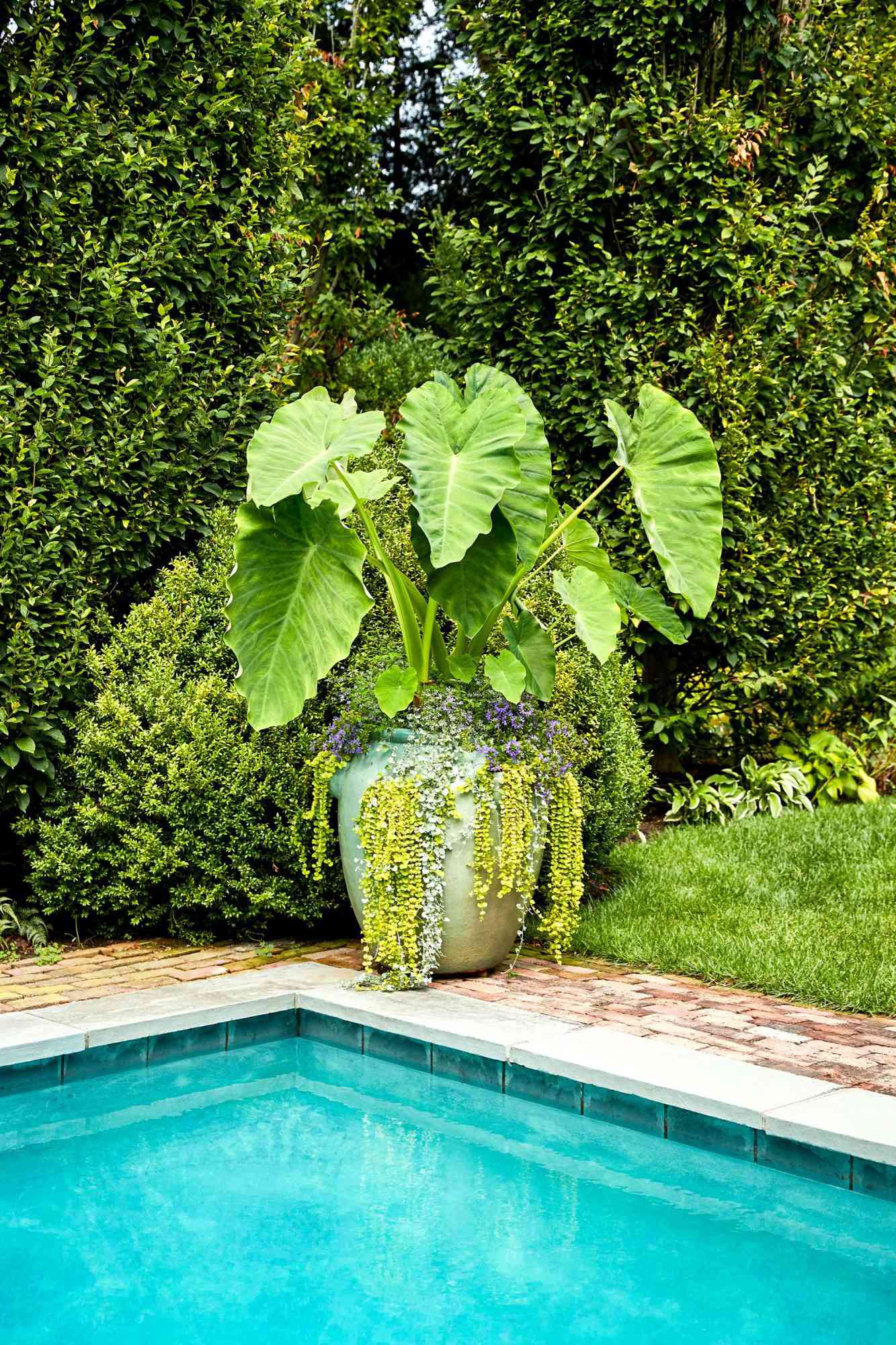 large container with plants at poolside
