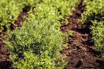 Close-up of a lentil plant
