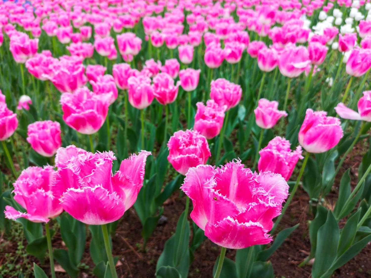 Double late tulips in a field