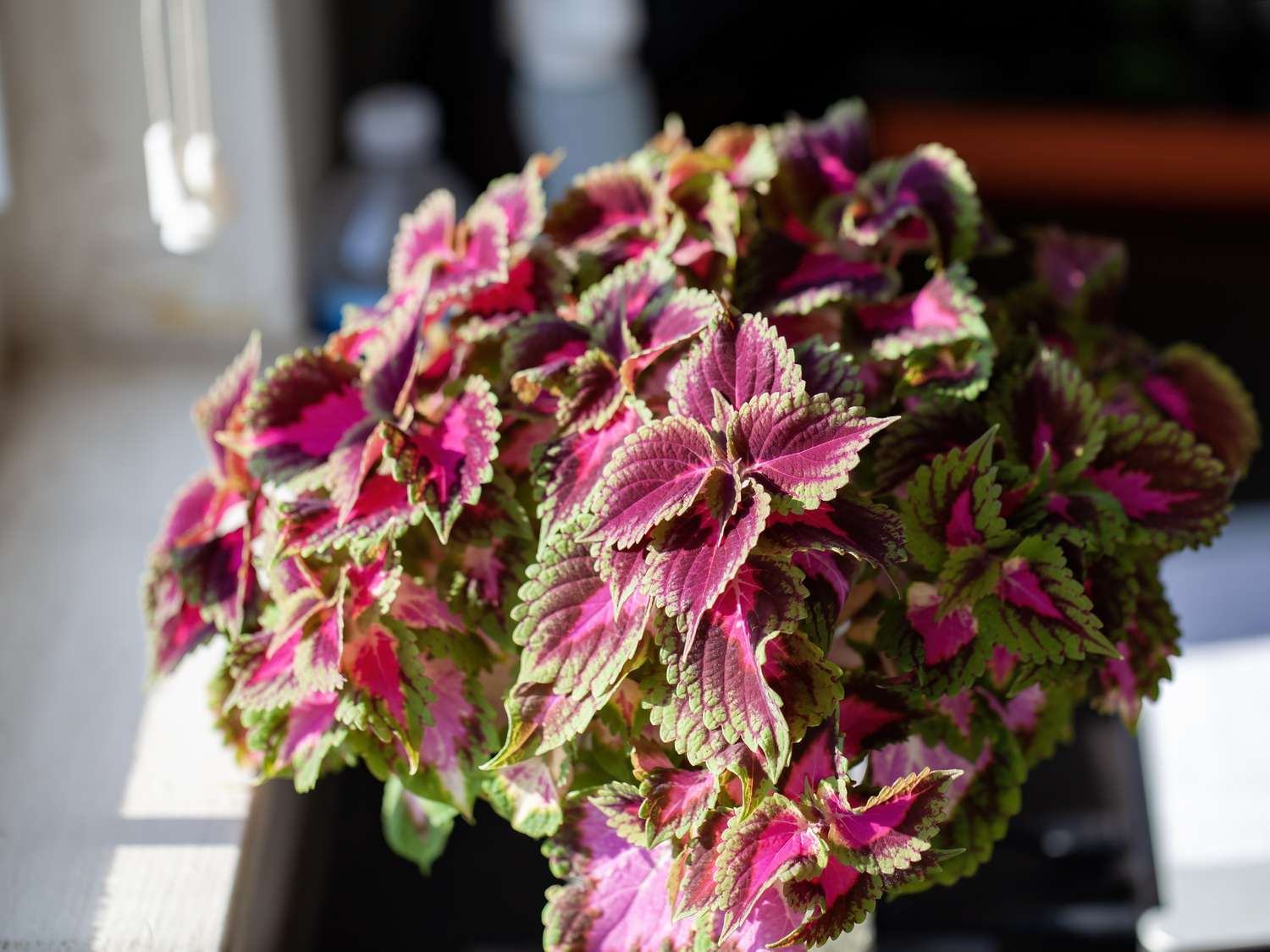 A coleus plant with vibrant leaves on a windowsill