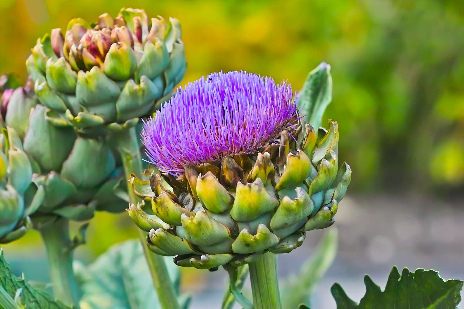 Artichoke plant