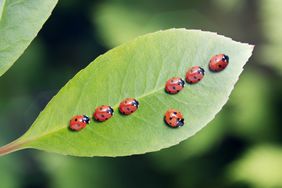 multiple ladybugs on a leaf