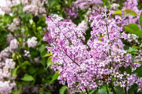 Early Lilac 