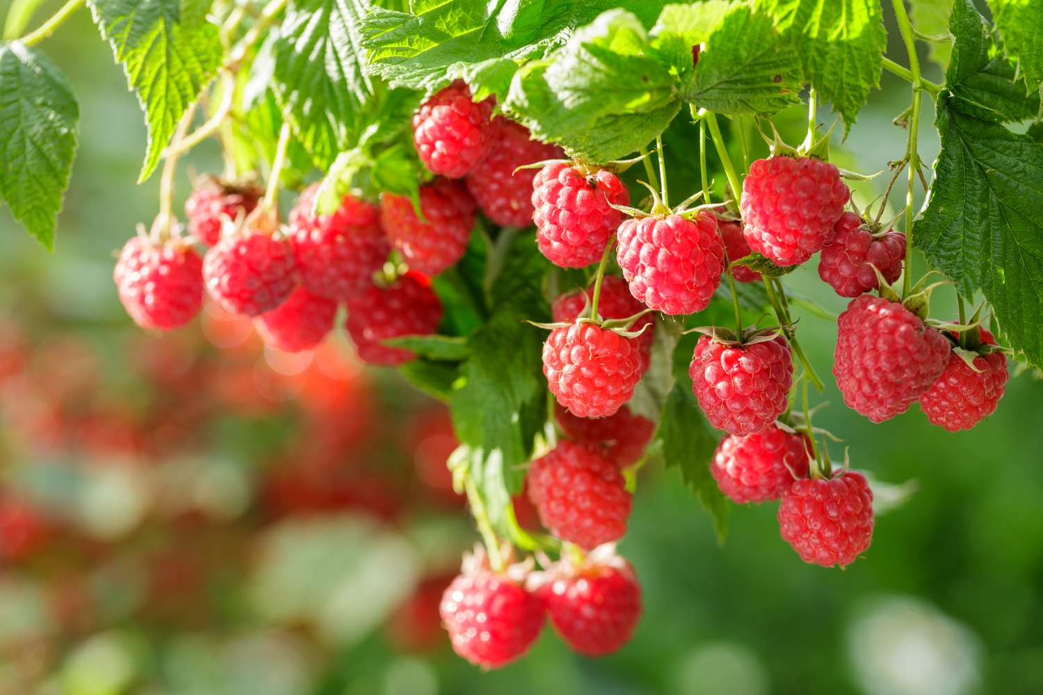 Ripe raspberries hanging on green leafy branches