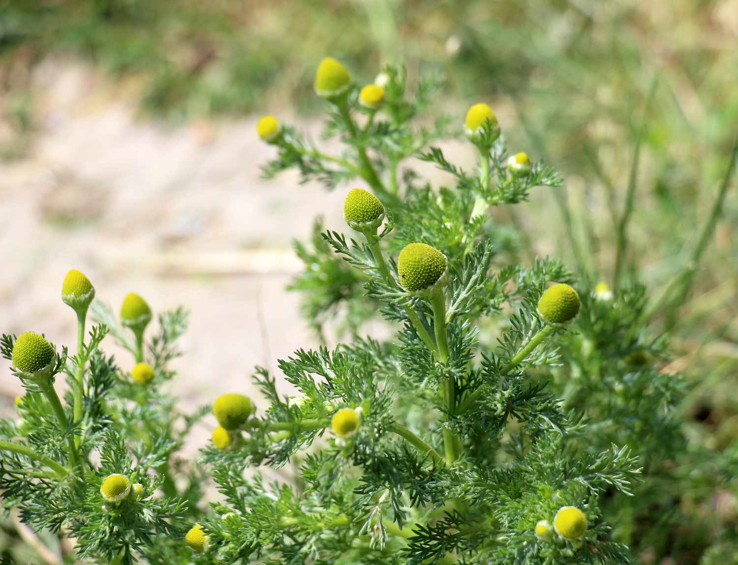 Pineapple weed