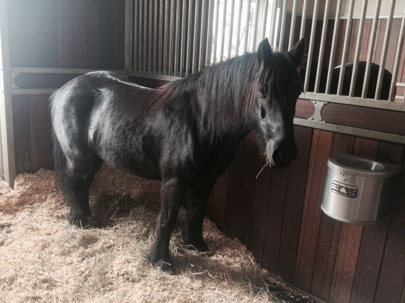 mini horse ban chunch