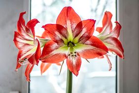 Red Amaryllis flower on the windowsill against a winter landscape