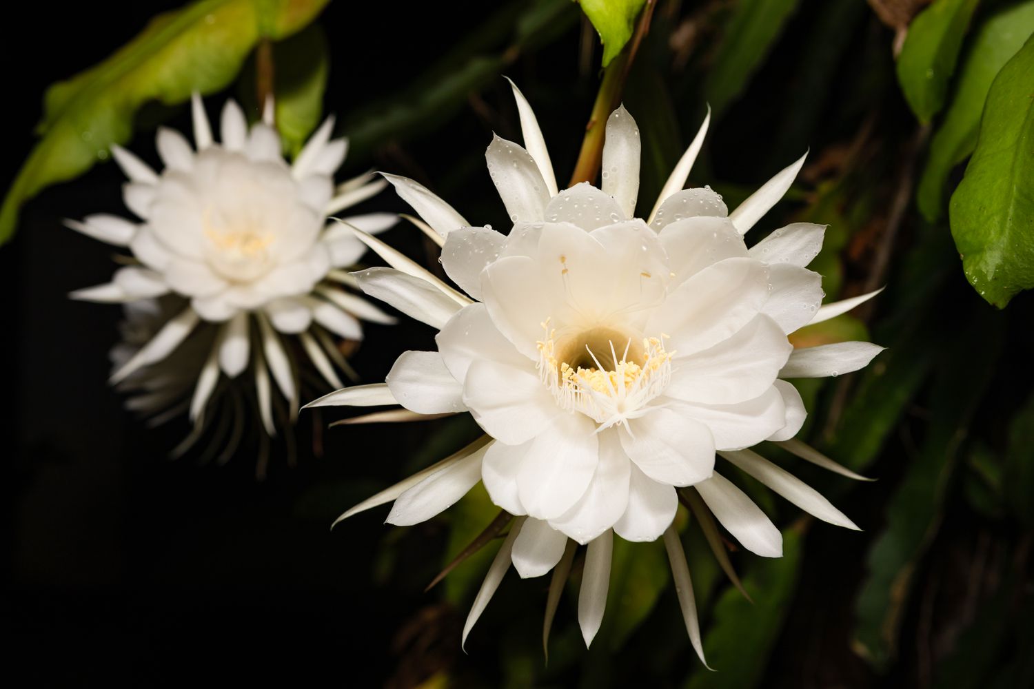 Queen of the Night flower