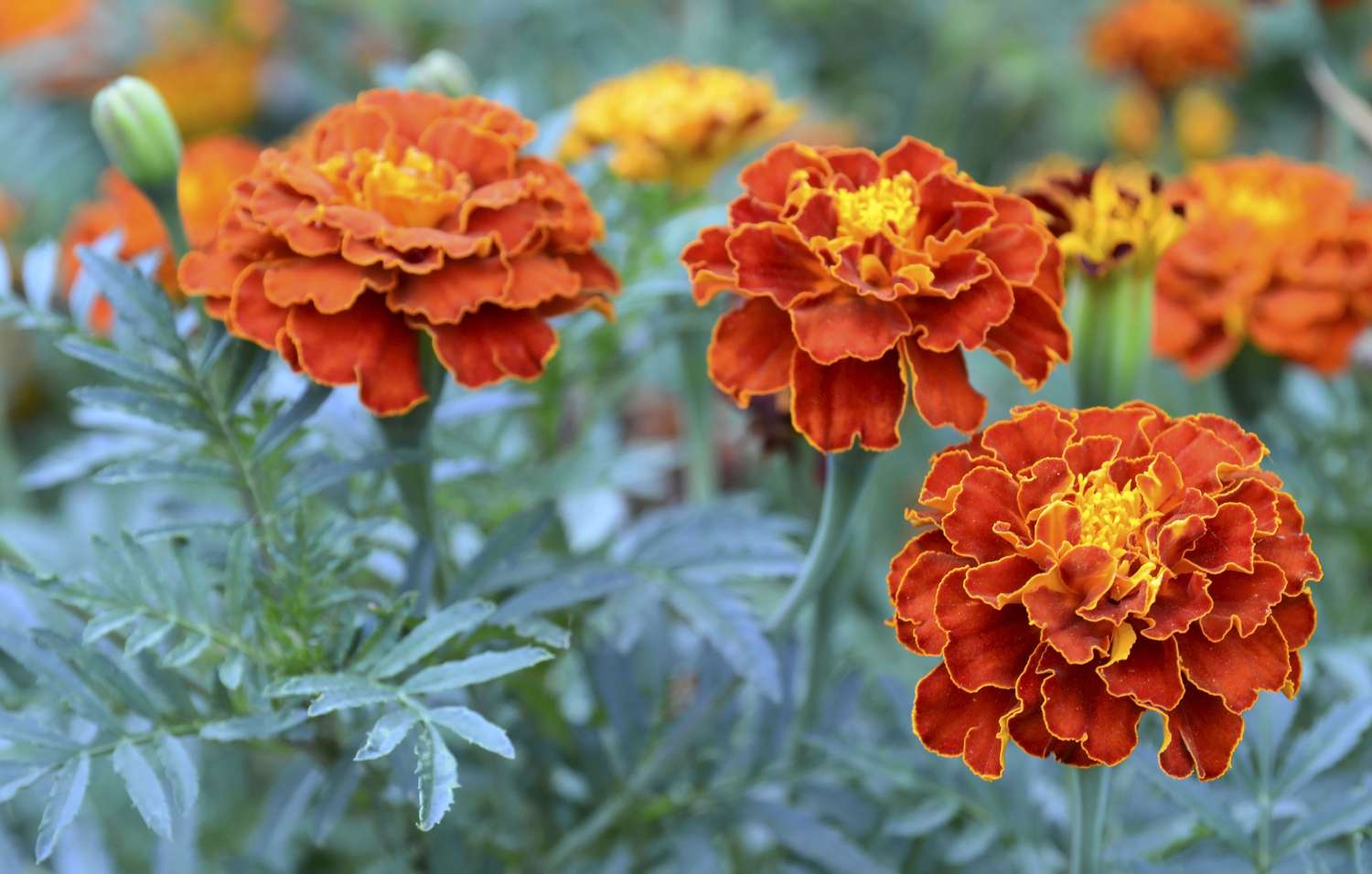 Orange yellow French marigold